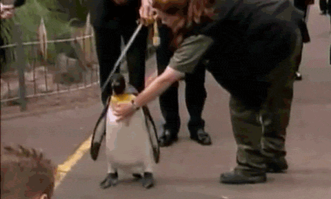 tray-the-tealord:  commanderholly:  daxdaydreams:  becausebirds:  A penguin who was previously made a Colonel-in-Chief of the Norwegian Army has been knighted at Edinburgh Zoo. Penguin Nils Olav has been an honorary member and mascot of the Norwegian