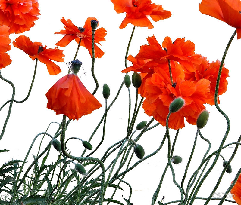 Poppies are available in throw pillows, tote bags, travel mugs, ceramic mugs, prints, cards and other items at Redbubble:http://www.redbubble.com/people/csroth/works/13088265-poppies?p=travel-mug