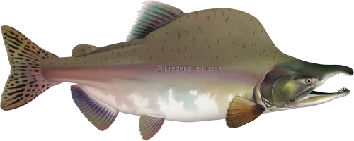 Pink salmon (Oncorhynchus gorbuscha)Also known as: Humpie, Humpback (salmon)For the final illustrati