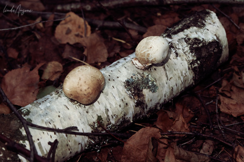 lindagoesmushrooming:Birch polypores