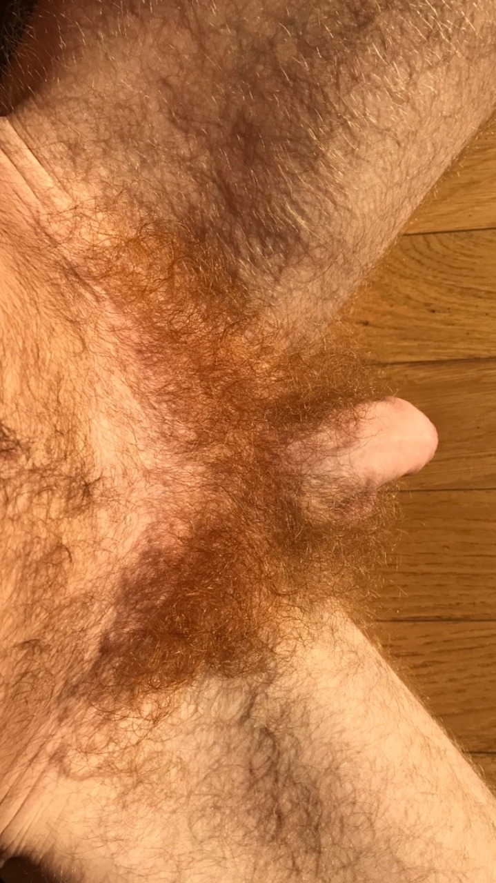 pierdep:  manlybush:  Ginger pubes galore !  My hairy ginger ass to you  