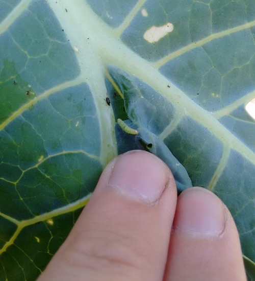 My broccoli is under attack!! While weeding the other day I spotted this Cabbage White Butterfly (Pi