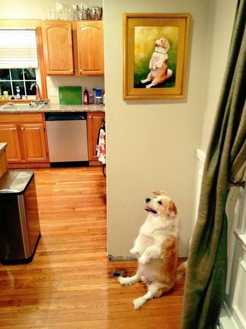 cute-overload:  The Musehttp://cute-overload.tumblr.com source: http://imgur.com/r/aww/mBNgn5h