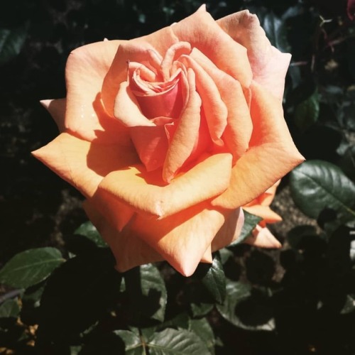 Fiori!!!♥ #flowers #roses #rose #fiori #planta2019 #napoliplanta #ortobotaniconapoli #beautiful #spr