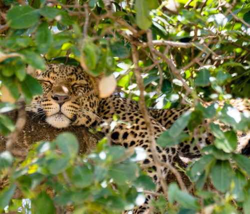 funkysafari:Lazy leopard by bslax28