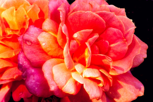 Garden flowers