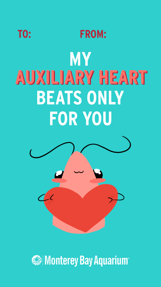 A “To: From:” Valentine’s Day card featuring an adorably illustrated shrimp holding a heart stating “My auxiliary heart beats only for you” with the Monterey Bay Aquarium Logo below. Card is teal, lettering and shrimp are shades of pink.