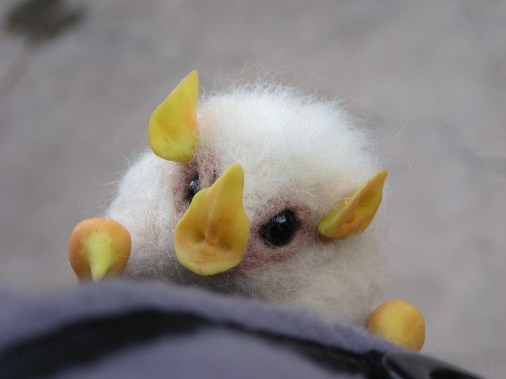 moonprin-cess:  biology-online:The Honduran white bat (Ectophylla alba) has snow