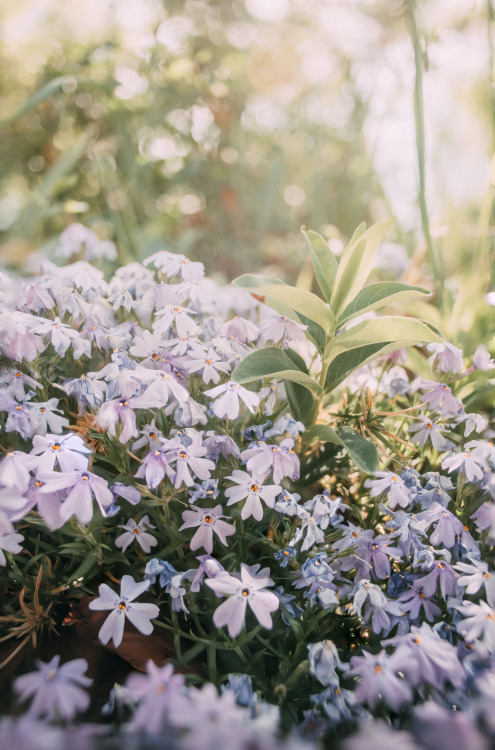 rhiannatruexx: Creeping Phlox