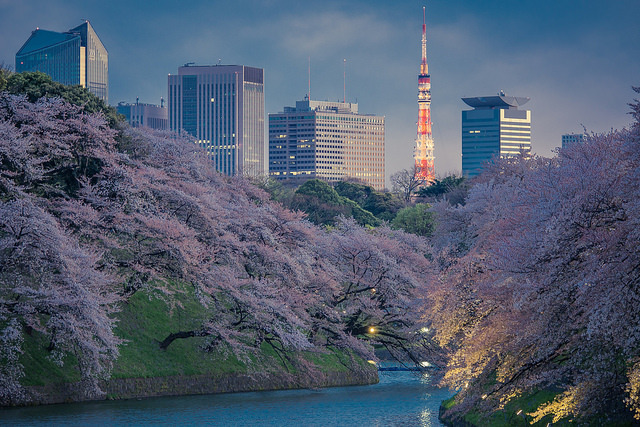 japan-overload:
“ Tokyo Sakura 2014 by @Mahalarp on Flickr.
”