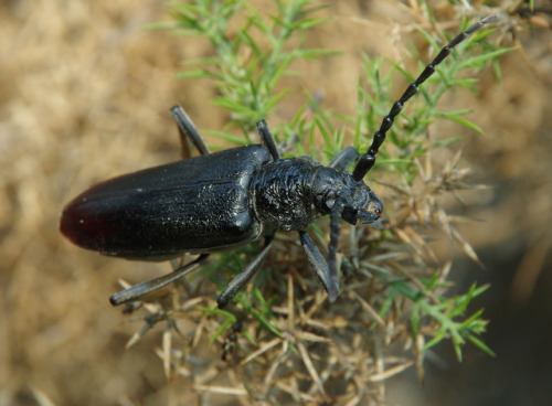 A great capricorn beetle - Cerambyx cerdo - among Europ’e largest beetles. 