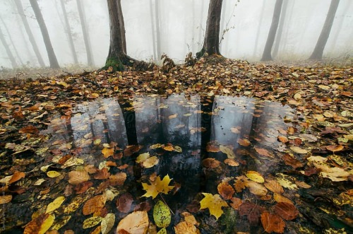 Autumn lake #photography #nature #naturephotography #art #forest #divine_forest #lake #reflection #t