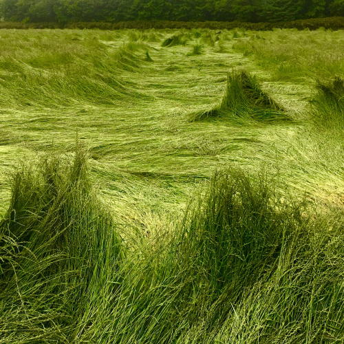 girlsingreenfields:before mowing the Pasteur, rain made strange landscape. Photographed by Yoshitomo