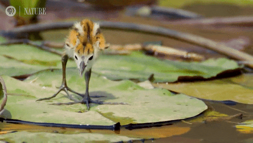Full video: Jacana Dad Rescues his Chicks from a Crocodile, PBS Nature