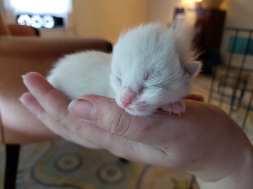 agestofrobynhode: graveglamour: Six weeks ago, we rescued a little kitten from a locked cemetery she