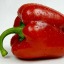 traveling-red-pepper