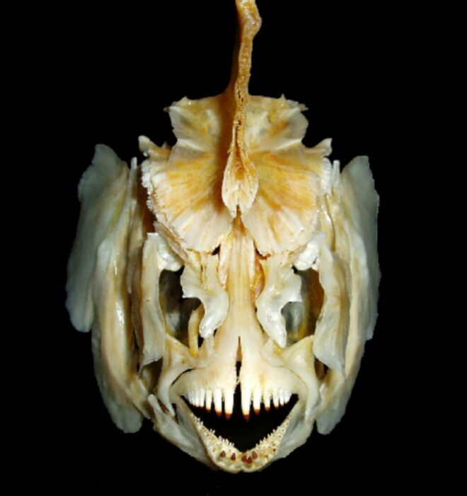 white-vomit: @sixpenceee   I just found some creepy-ass gourami fish skulls on Google