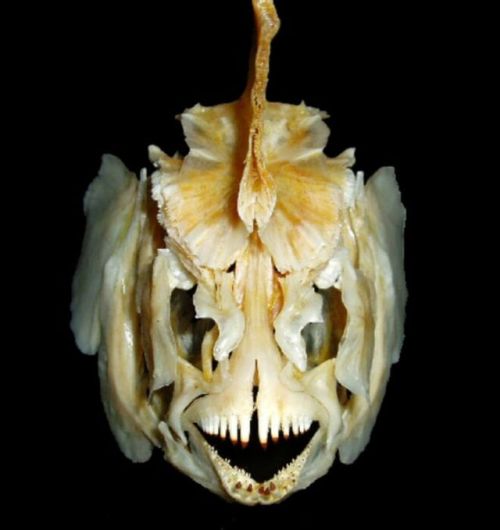 white-vomit: @sixpenceee   I just found some creepy-ass gourami fish skulls on Google images. Oddly beautiful. 👌  ( source : white-vomit.tumblr.com ) 