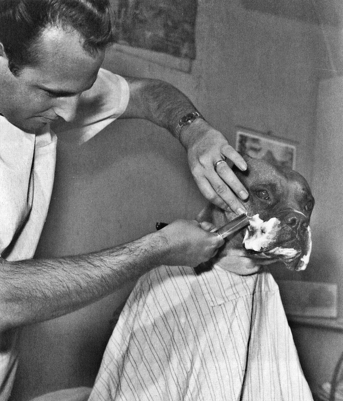 Fritz, a television celebrity bulldog, is shaved by a Californian barber. April,