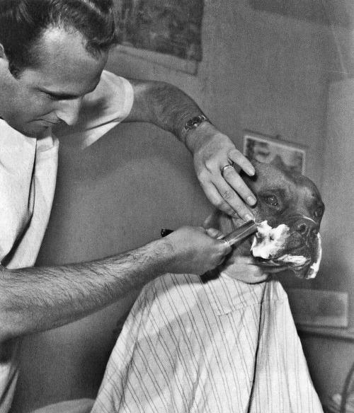 dropboxofcuriosities:Fritz, a television celebrity bulldog, is shaved by a Californian barber. April