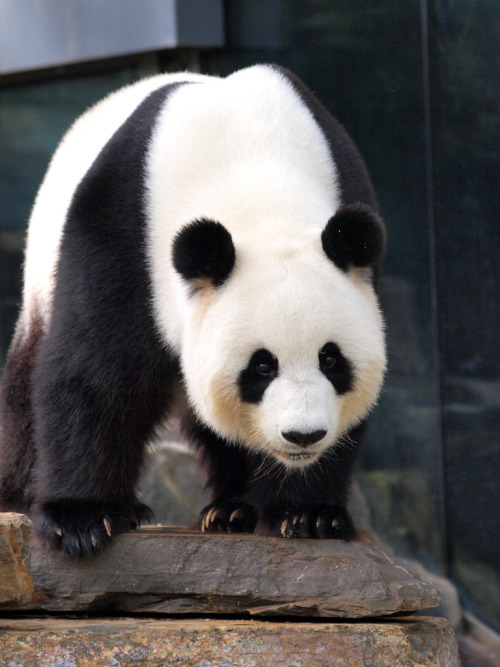 giantpandaphotos:  Funi at the Adelaide Zoo in Australia on March 20, 2013. © Amy Atherton. 
