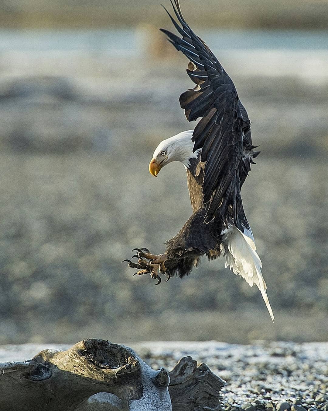 geographicwild:. Photography by © (Chris Desborough).Bald eagle using its full body