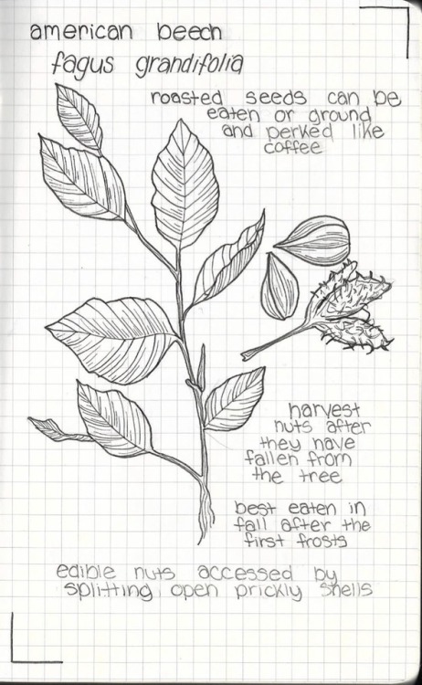 a little preview of my edible flora of north america field notebook✨✨