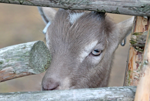 A young Swedish goat.