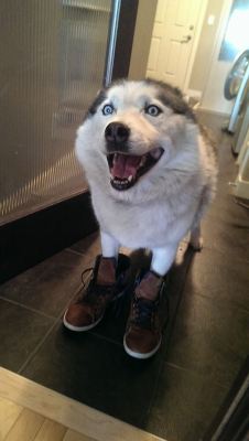 skoot3rrrrrrr:  awwww-cute:  Huske in shoes