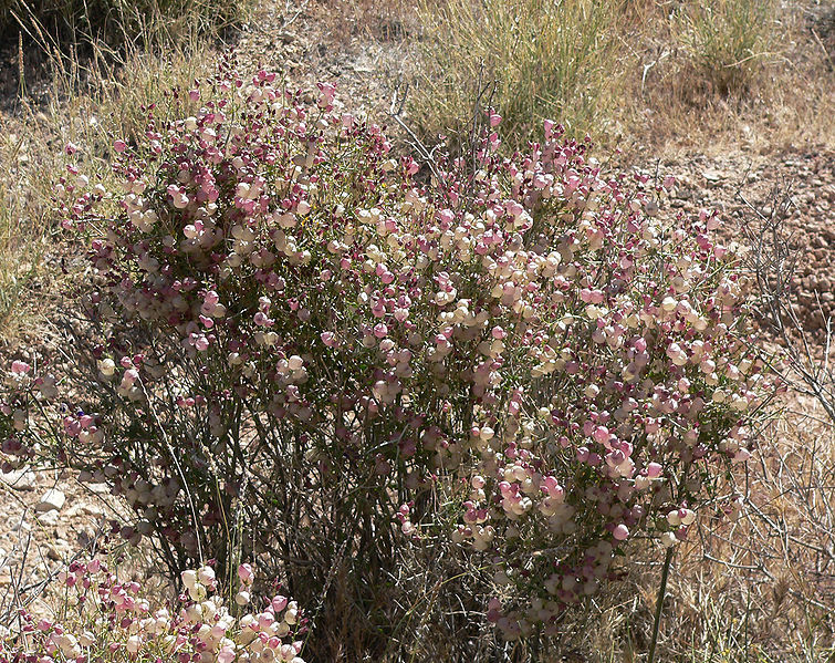 plant-a-day:  Photos courtesy of Stan Shebs (1, 2, 3) Salazaria mexicana aka Mexican