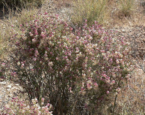 plant-a-day:  Photos courtesy of Stan Shebs (1, 2, 3) Salazaria mexicana aka Mexican Bladdersage or Paperbag Bush. Family Lamiaceae. Native to southwestern North America (distribution map). Hardy in zones 9-11. 