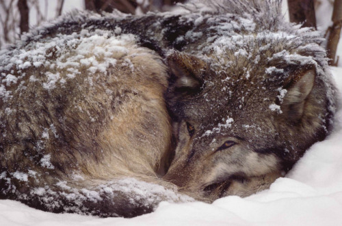 silentmania: atraversso: Wildlife by Jim Brandenburg I love how wolves just lay about in the snow.