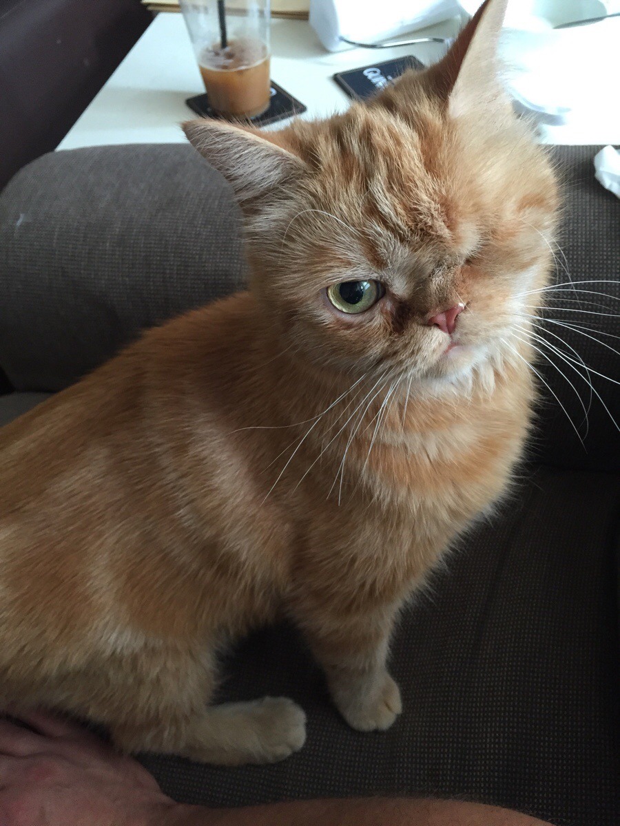 cute-overload:  Introducing Mr. Winkyhttp://cute-overload.tumblr.com source: http://imgur.com/r/aww/jjPy0aC
