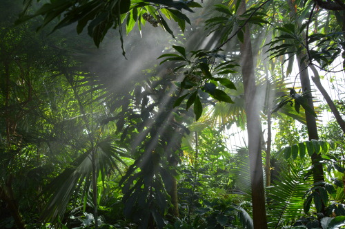 catchshadows:  Sunbeams.