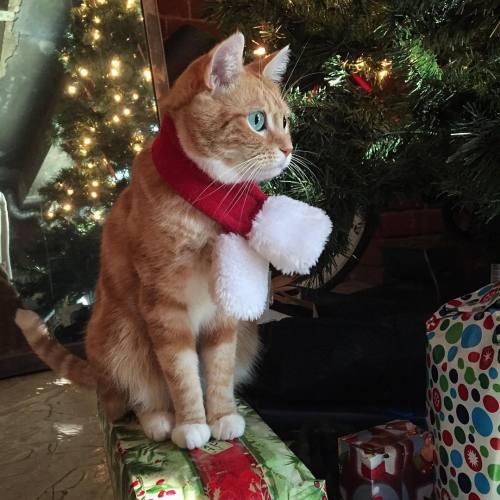 fin-for-the-win:I’m guarding the presents from any Grinches!  #finforthewin #christmas #christmascat