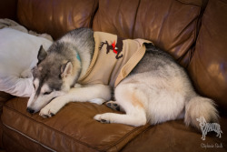 huskyhuddle:  Hubble is all tuckered out after reindeer games. 