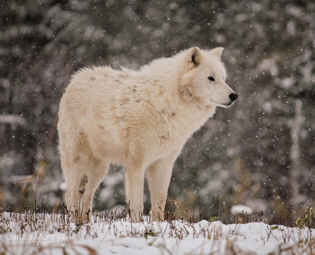 beautiful-wildlife:  Arctic Wolf by Jamila Mancini An Arctic wolf during snow fall.