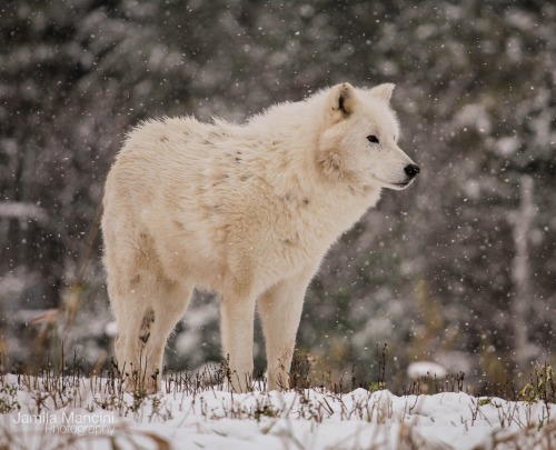 beautiful-wildlife:  Arctic Wolf by Jamila Mancini An Arctic wolf during snow fall. 
