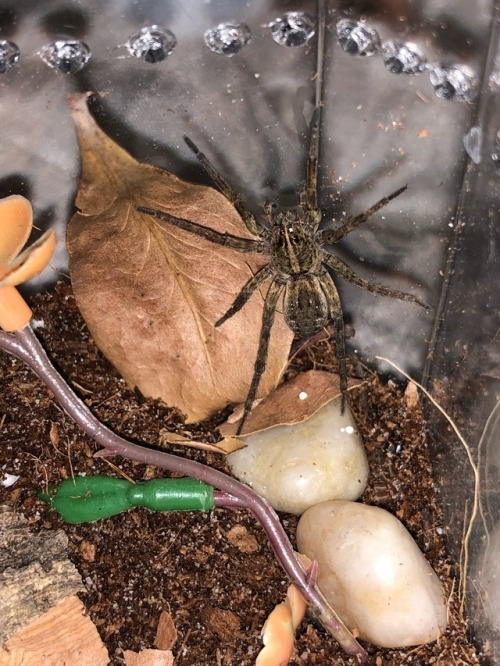 Tigrosa helluo, WC wolf spider in their new enclosure.