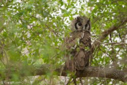 njwight:  The gorgeous Verreaux’s eagle #owl. One of my all time favourite birds. Pink eyelids-how fashionable is that!?