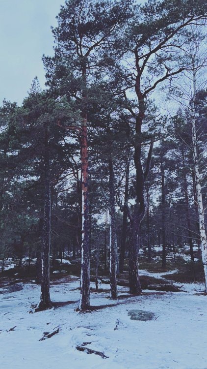 ionnalee and a snowy scene via instagram stories. follow instagram.com/ionnalee