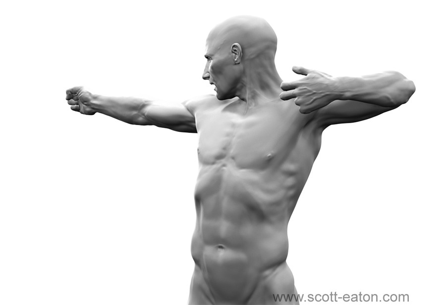 anatomicalart:  fucktonofanatomyreferences:  A workable fuck-ton of male archery