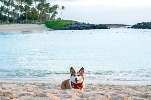 I don’t actually like da beach (the water! ) but this photo is killing on my dating apps.