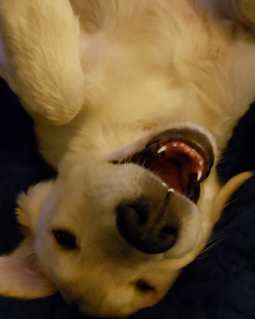 golden-retriever-overload