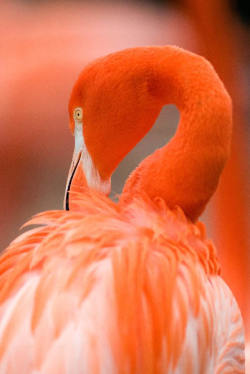 mistymorningme:  Pink Flamingo 14 by Art-Photo 