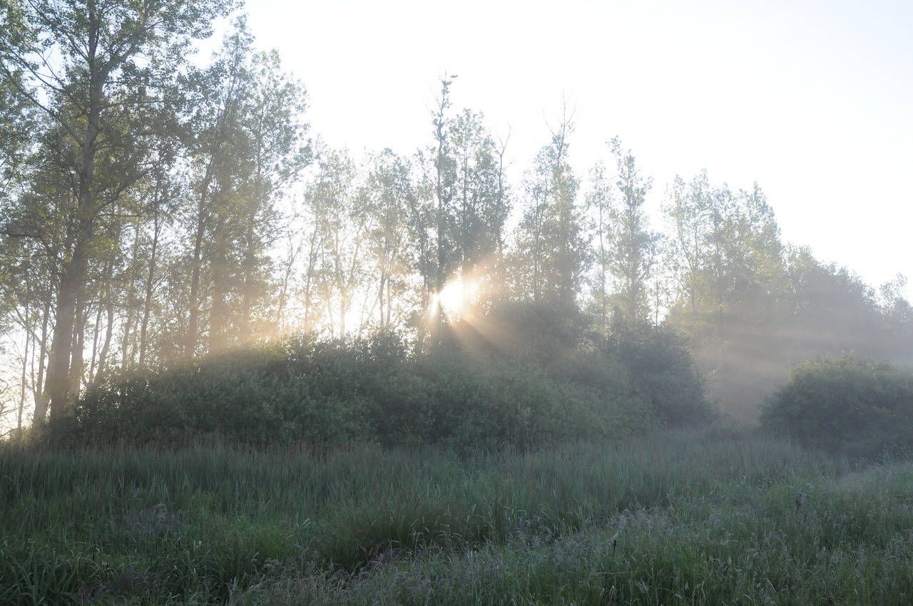 90377:  Morgensonne durchbricht den Bruchwald; Norderstapel, Stapelholm by Chironius