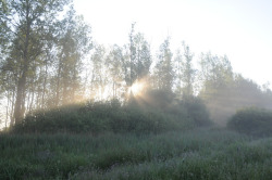 90377:  Morgensonne durchbricht den Bruchwald;