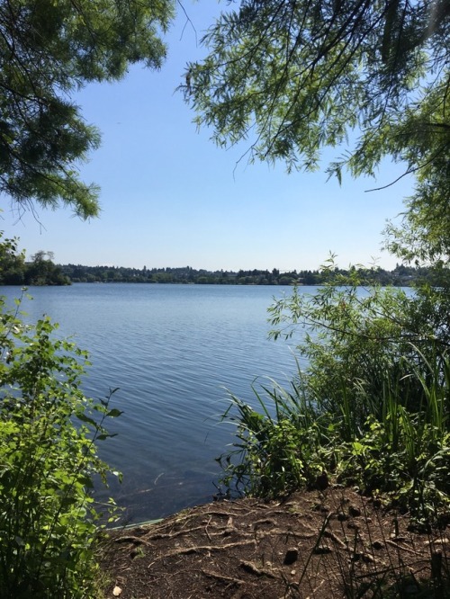 From my jog around Green Lake the other day. It&rsquo;s hard pushing myself when asthma makes my