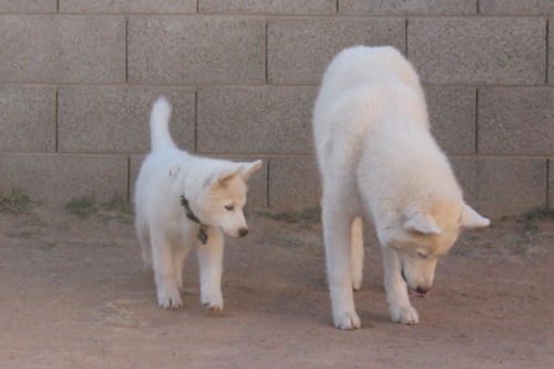 Porn photo dragonsandbutts:  6woofs:  Follow the Leader!