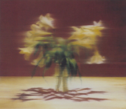 zegalba:Gerhard Richter: ‘Lilien’ (2000)